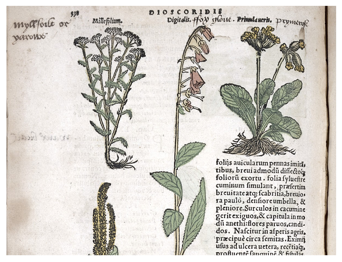 Dioscorides’ De medica materia, Llibri V.