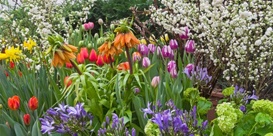 From Plants to Medicines: Chelsea Physic Garden visit - Promo